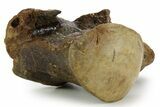 Huge Fossil Mosasaur (Tylosaurus) Vertebra - Texas #377824-3